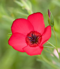 BIO Len velkokvětý červený - Linum grandiflorum - semena lnu - 120 ks